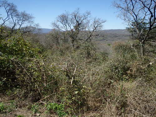 Former swamp land, still jungle land.